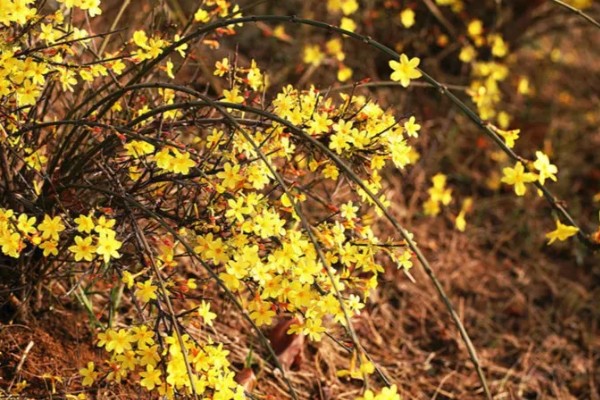 迎春花的颜色，花朵呈金黄色