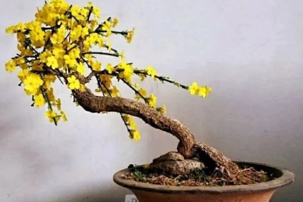 迎春花的颜色，花朵呈金黄色