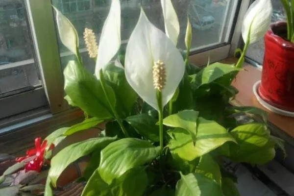 一帆风顺有没有毒,汁液内含有生物碱