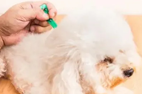 狗狗大便带血有粘液的原因，可能是得了狗球虫病