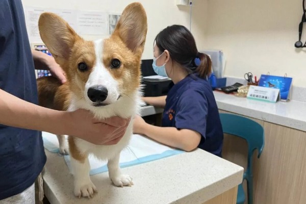 狗狗大便带血有粘液的原因，可能是得了狗球虫病