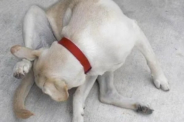 狗狗大便带血有粘液的原因，可能是得了狗球虫病