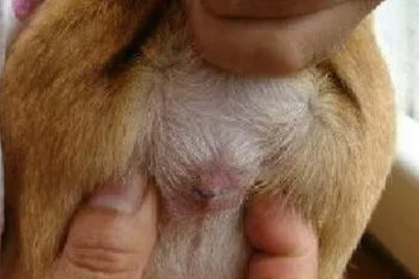 狗狗大便带血有粘液的原因，可能是得了狗球虫病