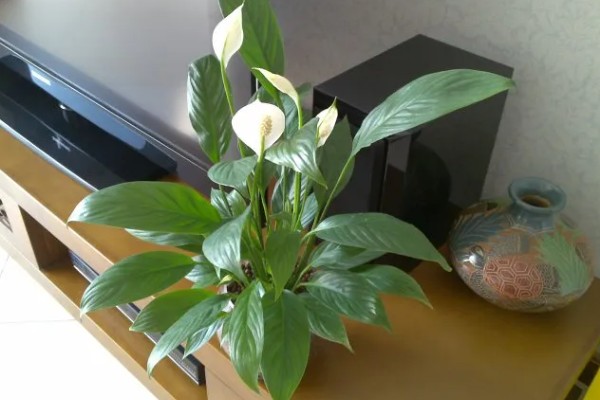 一帆风顺有没有毒,汁液内含有生物碱