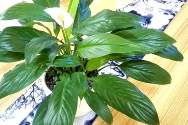 一帆风顺有没有毒,汁液内含有生物碱