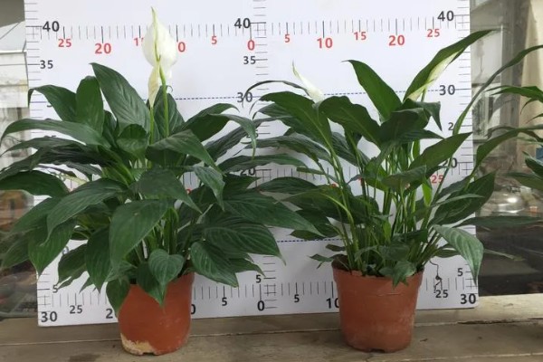 一帆风顺有没有毒,汁液内含有生物碱