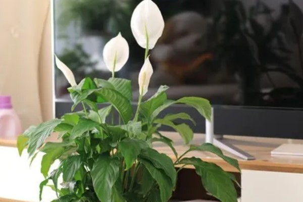 一帆风顺有没有毒,汁液内含有生物碱