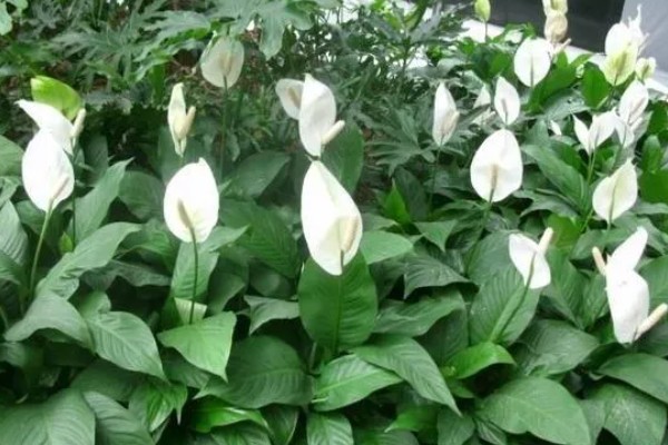 一帆风顺有没有毒,汁液内含有生物碱