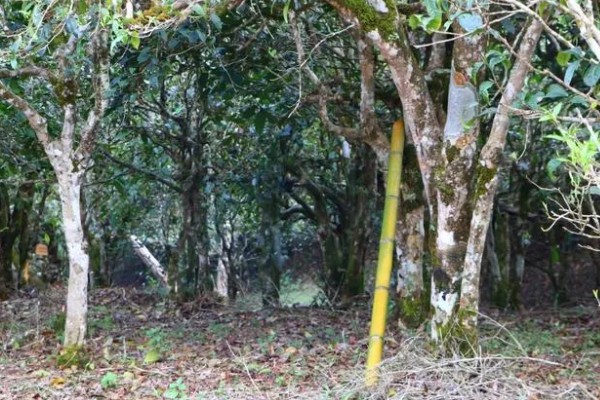 生普是哪种茶，属于后发酵茶