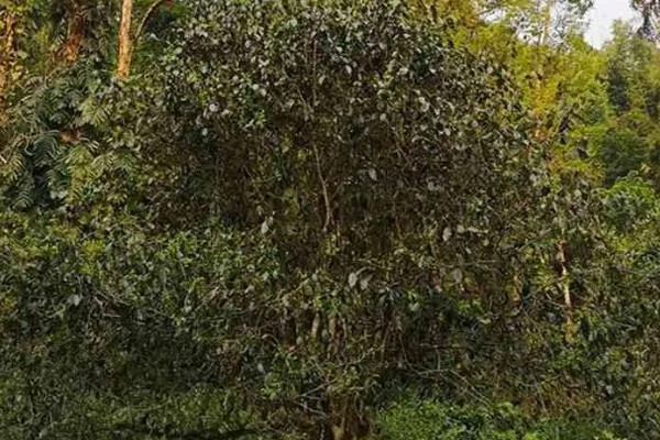 生普是哪种茶，属于后发酵茶