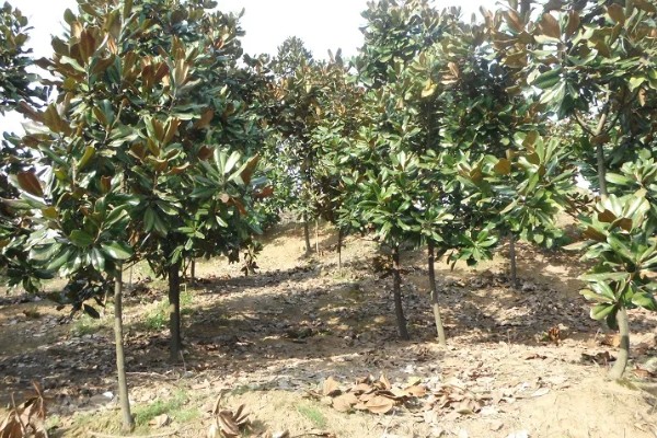 广玉兰是不是落叶植物,属于常绿大乔木