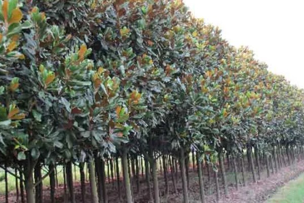 广玉兰是不是落叶植物,属于常绿大乔木