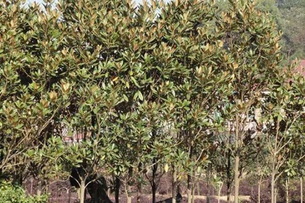 广玉兰是不是落叶植物,属于常绿大乔木