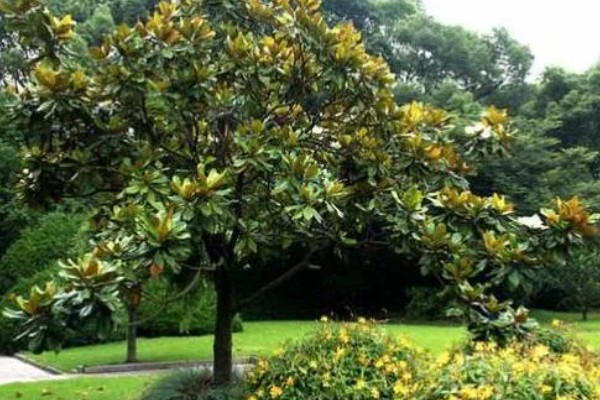 广玉兰是不是落叶植物,属于常绿大乔木