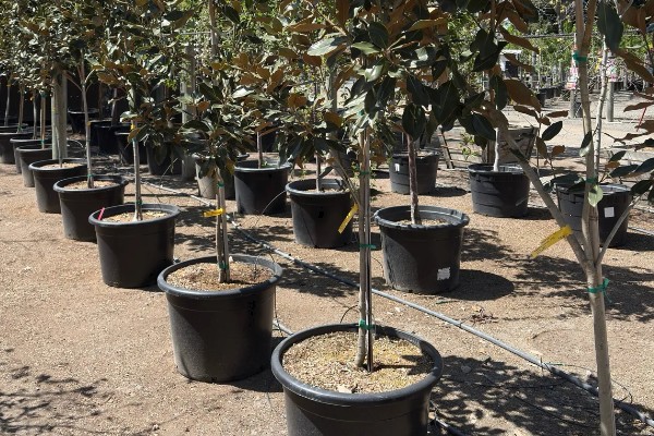 广玉兰是不是落叶植物,属于常绿大乔木