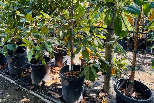 广玉兰是不是落叶植物,属于常绿大乔木