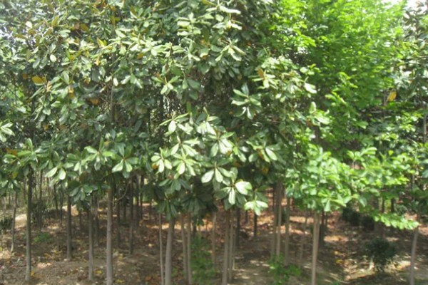 广玉兰是不是落叶植物,属于常绿大乔木