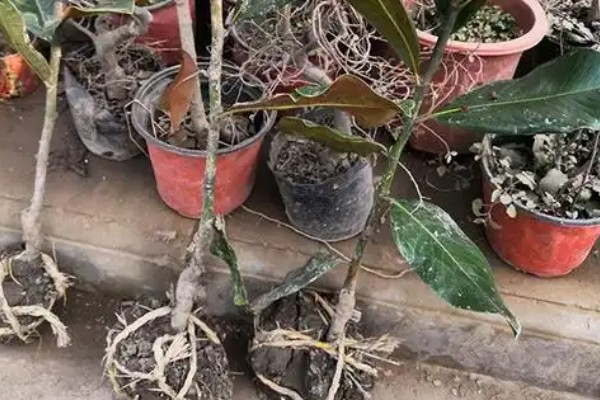 广玉兰是不是落叶植物,属于常绿大乔木