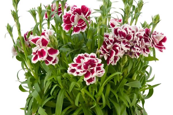 康乃馨可以吃吗,康乃馨可以吃