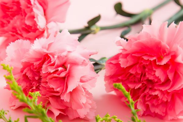 康乃馨可以吃吗,康乃馨可以吃