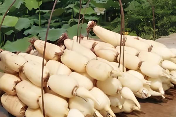 鄂莲10号藕苗的品种介绍，属早熟莲藕品种