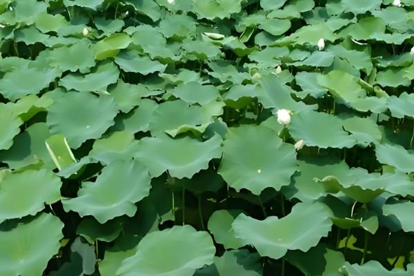 鄂莲10号藕苗的品种介绍，属早熟莲藕品种