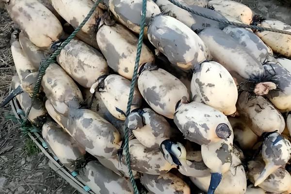 鄂莲10号藕苗的品种介绍，属早熟莲藕品种