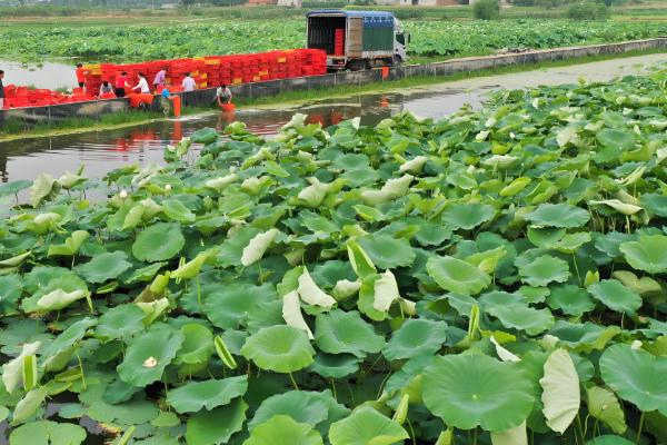 鄂莲10号藕苗的品种介绍，属早熟莲藕品种