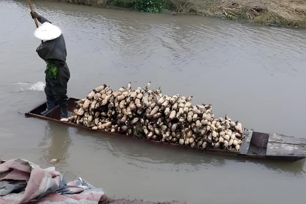 鄂莲10号藕苗的品种介绍，属早熟莲藕品种