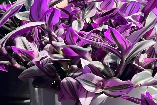 怎么养殖紫吊兰,温度控制在20℃左右最佳