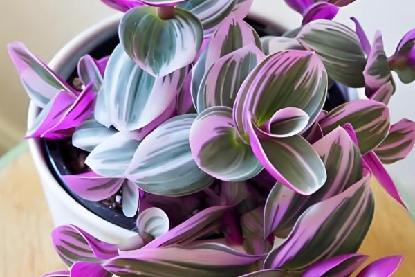 怎么养殖紫吊兰,温度控制在20℃左右最佳