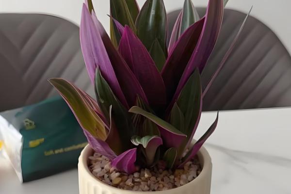 怎么养殖紫吊兰,温度控制在20℃左右最佳