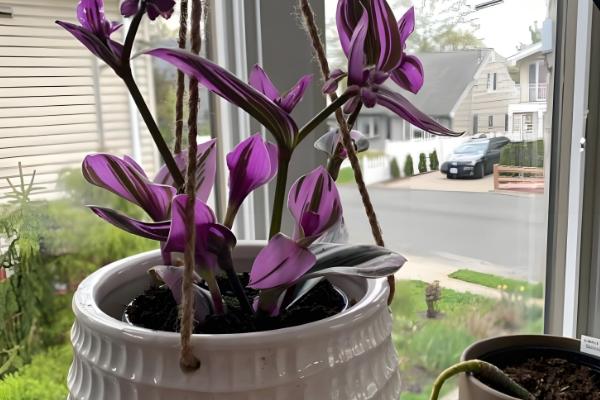 怎么养殖紫吊兰,温度控制在20℃左右最佳