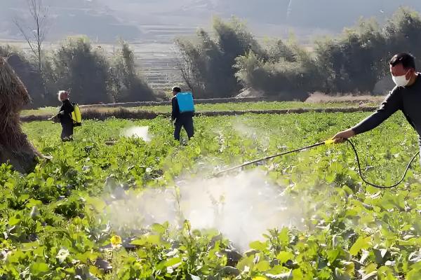 虫眼越多的菜更安全吗,与是否打过农药没有关系