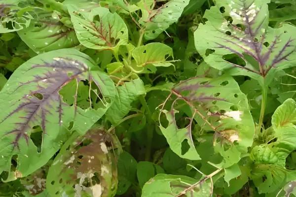 虫眼越多的菜更安全吗,与是否打过农药没有关系