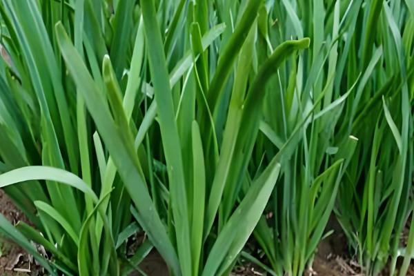 虫眼越多的菜更安全吗,与是否打过农药没有关系