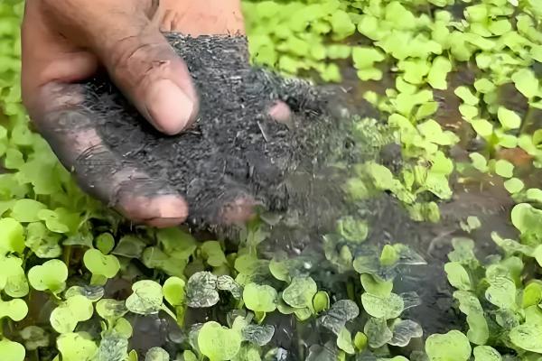 虫眼越多的菜更安全吗,与是否打过农药没有关系