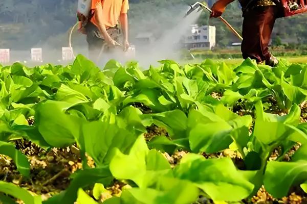 虫眼越多的菜更安全吗,与是否打过农药没有关系