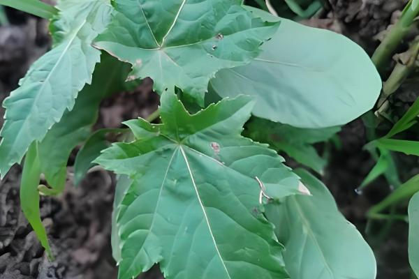 虫眼越多的菜更安全吗,与是否打过农药没有关系