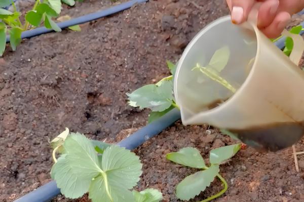草莓开花期的注意事项,花期阶段需补充肥料