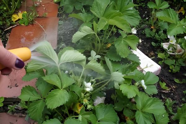 草莓开花期的注意事项,花期阶段需补充肥料