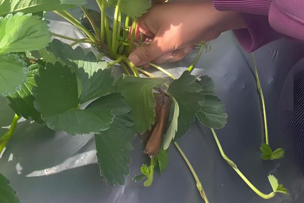 草莓开花期的注意事项,花期阶段需补充肥料