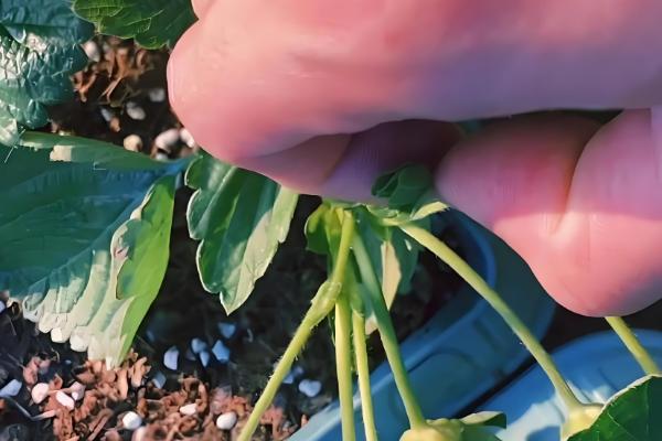 草莓开花期的注意事项,花期阶段需补充肥料