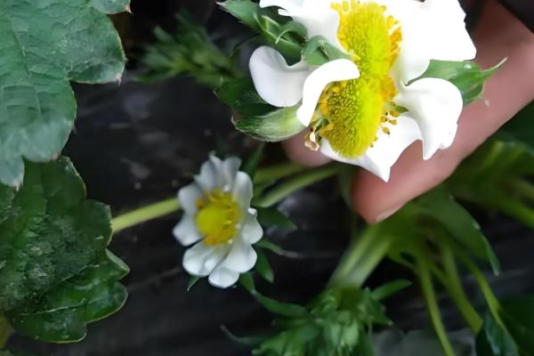 草莓开花期的注意事项,花期阶段需补充肥料
