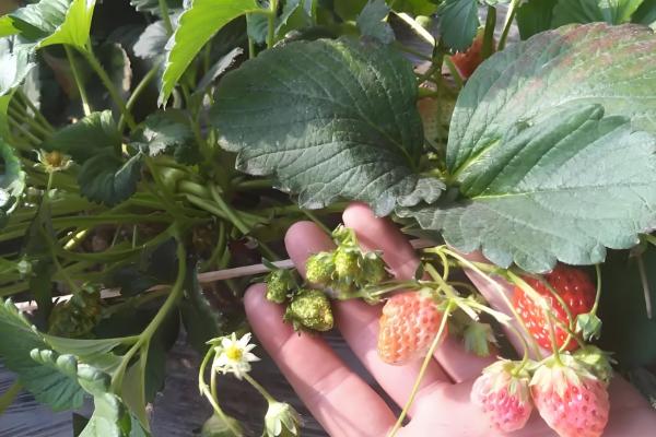 草莓开花期的注意事项,花期阶段需补充肥料