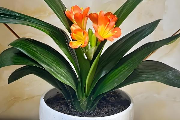 君子兰多大可以开花,养护3-4年可以开花