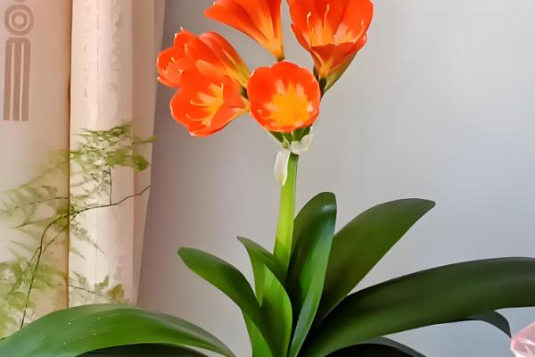 君子兰多大可以开花,养护3-4年可以开花