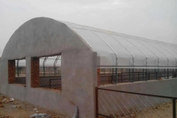 养羊大棚如何建设,需要使用枝条制作棚顶