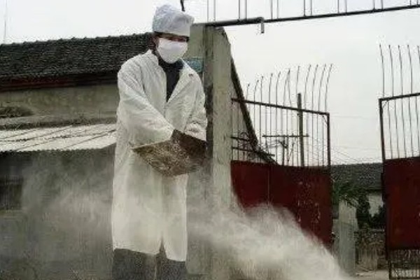 养羊大棚如何建设,需要使用枝条制作棚顶