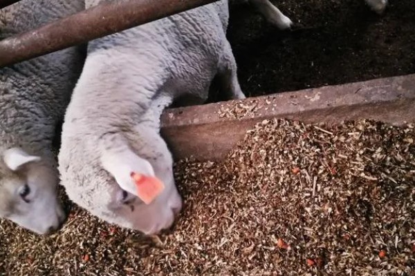 养羊大棚如何建设,需要使用枝条制作棚顶